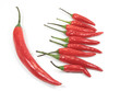red chli pepper standout red chli pepper standout