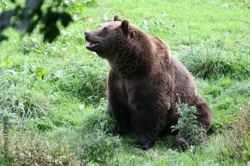 ours brun