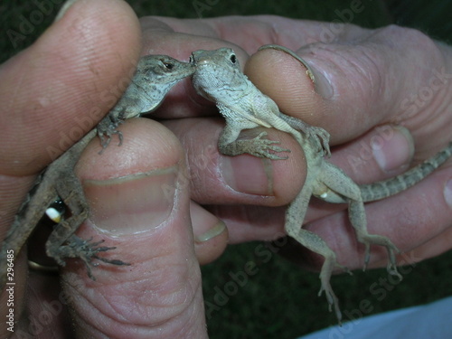 Photo: lizards lizards