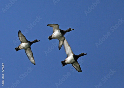 fuligules morillons en vol 01