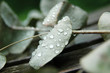 eucalyptus