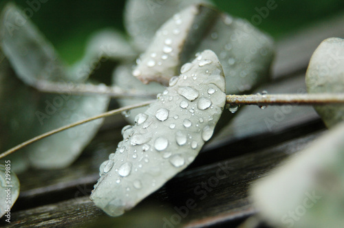 eucalyptus