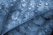 Quadro leaf & water droplets