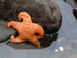 orange starfish