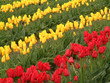 field of red and yellow tulips
