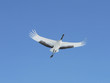 red-crowned crane (grus japonensis), hokkaido red-crowned crane (grus japonensis), hokkaido