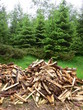 bois coupés