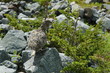 ptarmigan hen