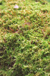 green moss green moss