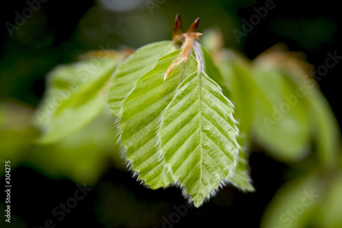 blatt_buche_3 blatt_buche_3