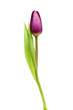 tulip over white