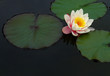 seerose seerose