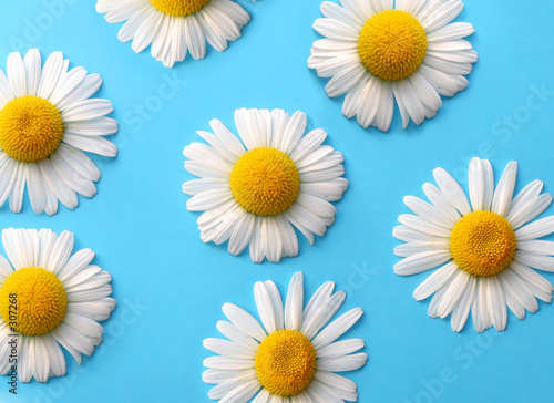 Daisies+background