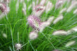 grass detail