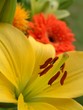 Foto: blume blume