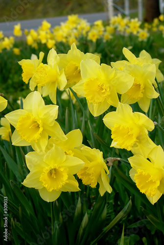 Photo: yellow daffodils blooming in field yellow daffodils blooming in field
