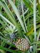 leaning pineapples