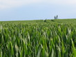 champ de blé