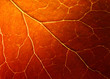 extreme macro of autumn leaf