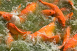 feeding frenzy 5