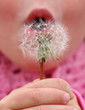 make a wish