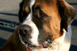 st. bernhards