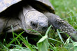 tortue terrestre