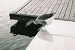 duck on the edge