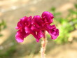 red blossom