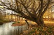 Photo: colores de otoño junto a un rio colores de otoño junto a un rio
