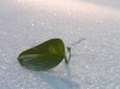 green leaf on a snow.