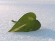 green leaf on a snow.