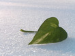 green leaf on a snow.