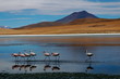flamencos flamencos