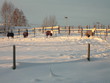 horses horses