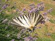 le papillon sur la lavande le papillon sur la lavande