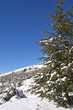 pino nevado