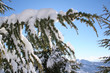 el peso de la nieve