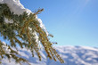 pino nevado