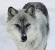 gray wolf