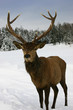 elk in the snow