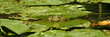 grenouille