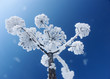 schneeblume schneeblume