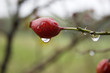 tautropfen im herbst