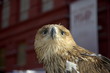 real eagle