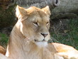 lionne