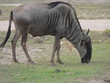kenya - zebu
