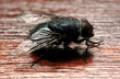 the fly the fly