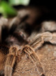 detail of a tarantula detail of a tarantula