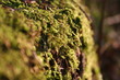 Photo: moss on tree moss on tree